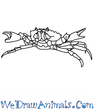 Crabs are decapod crustaceans that live in all the world's oceans, fresh water, and sometimes, . How To Draw A Realistic Crab