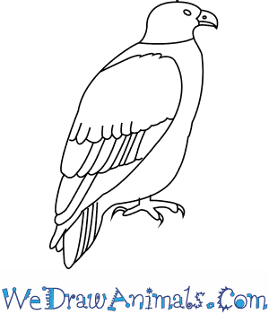 Bald eagle drawing lessons and step by step drawing tutorials. How To Draw A White Tailed Eagle