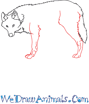 how to draw a realistic wolf on wolf drawing easy realistic