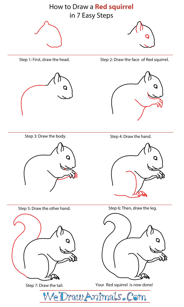 What's the secret to suc. How To Draw A Red Squirrel