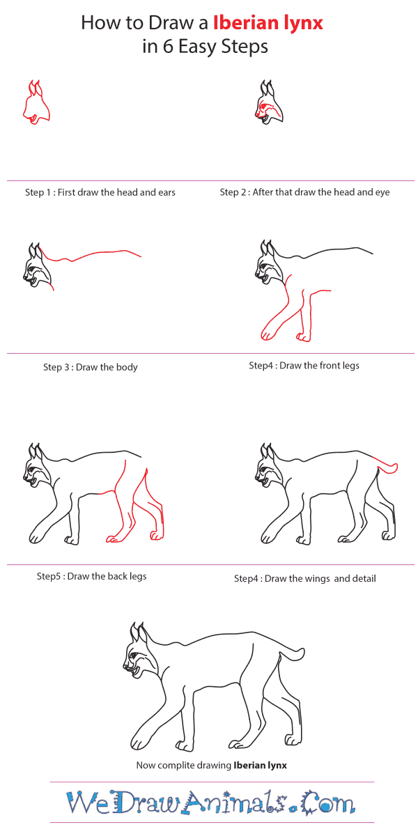 Draw a circle for the head and an oval for the body of the polar bear. How to Draw an Iberian Lynx