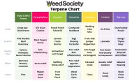 Beginners Guide Good Weed Vs Bad Weed WeedSociety Beginners Guide Good Weed Vs Bad Weed WeedSociety