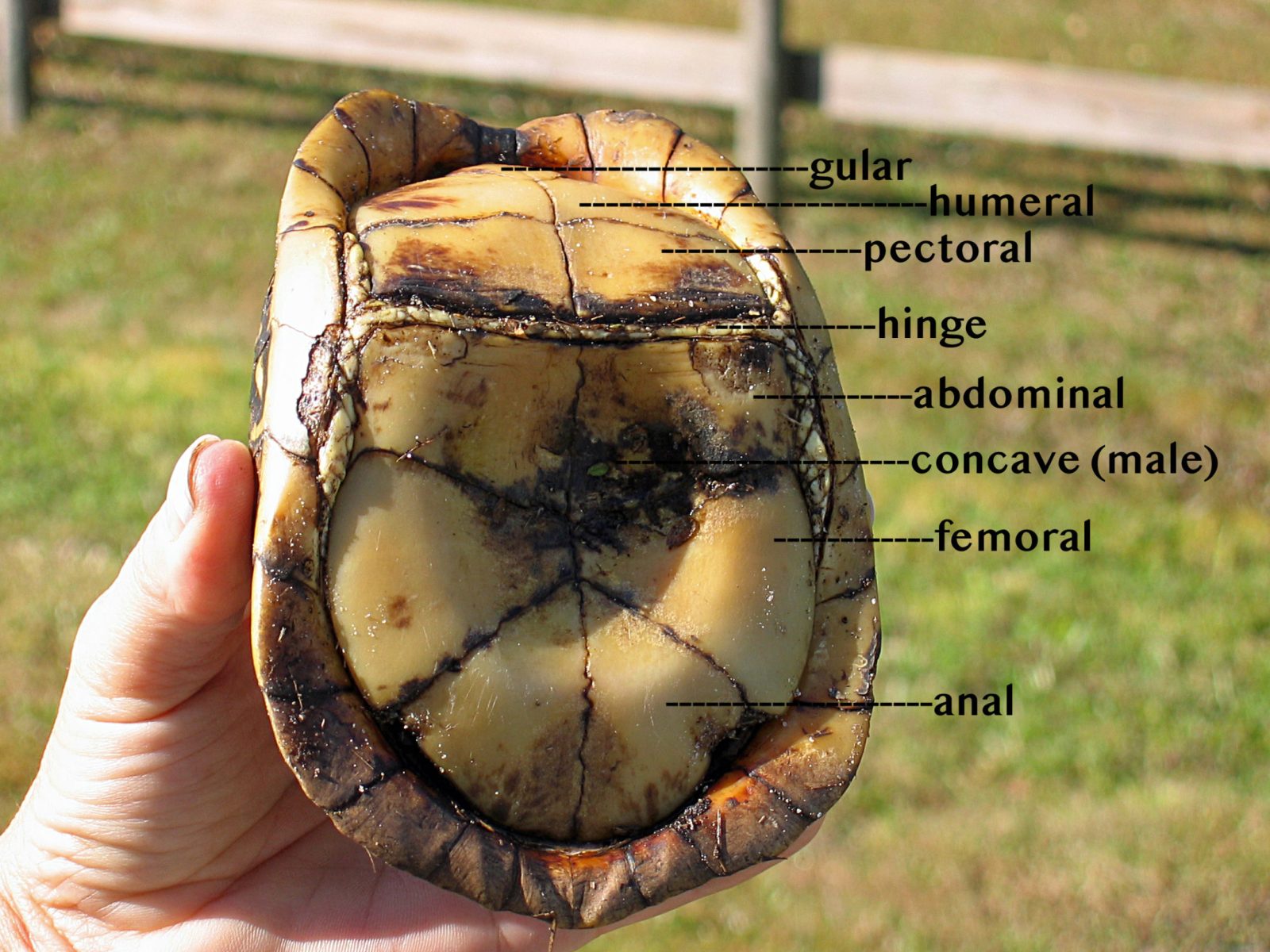 This polyandry does not provide the offspring with any special advantages. Turtle Internal Anatomy Anatomy Drawing Diagram
