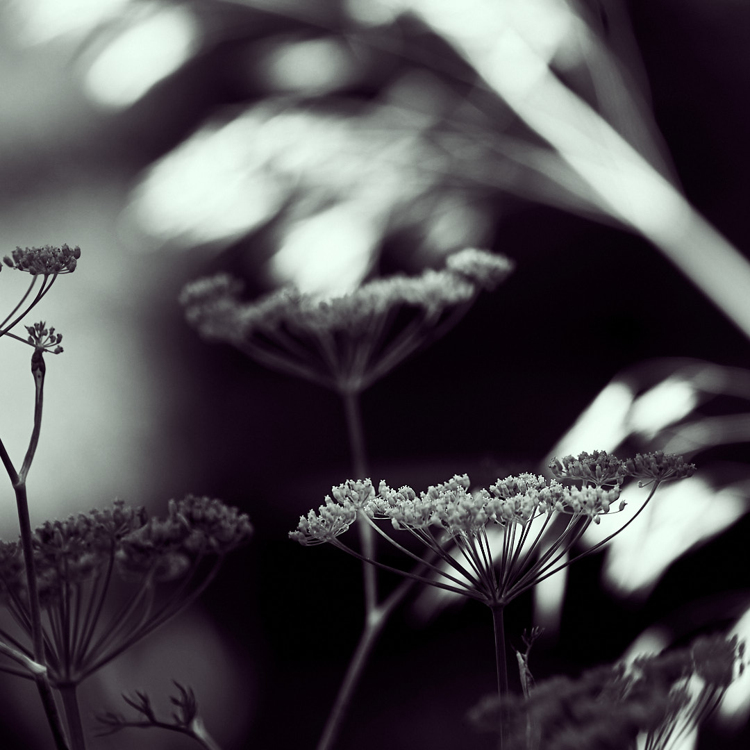 20200813 Div_13889