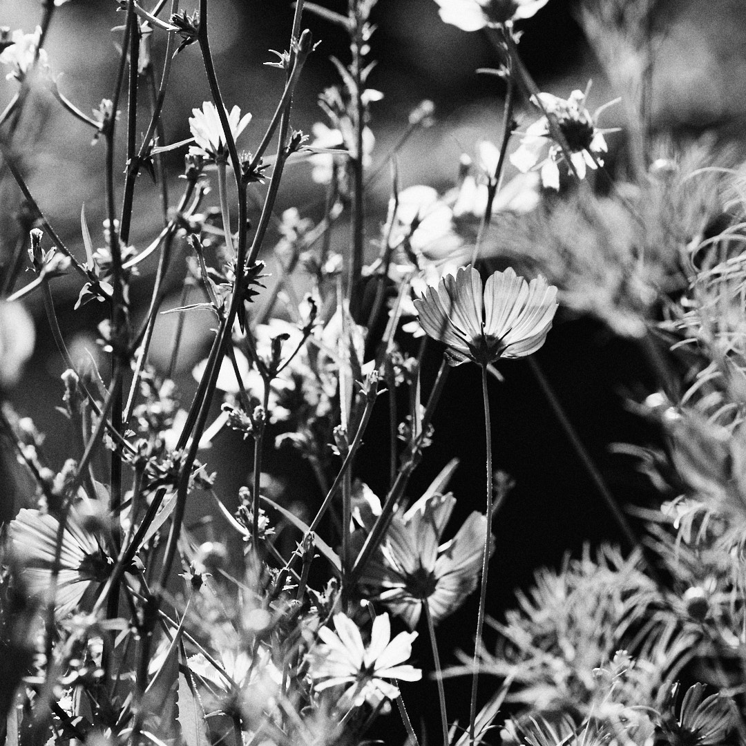 20200813 Div_13917