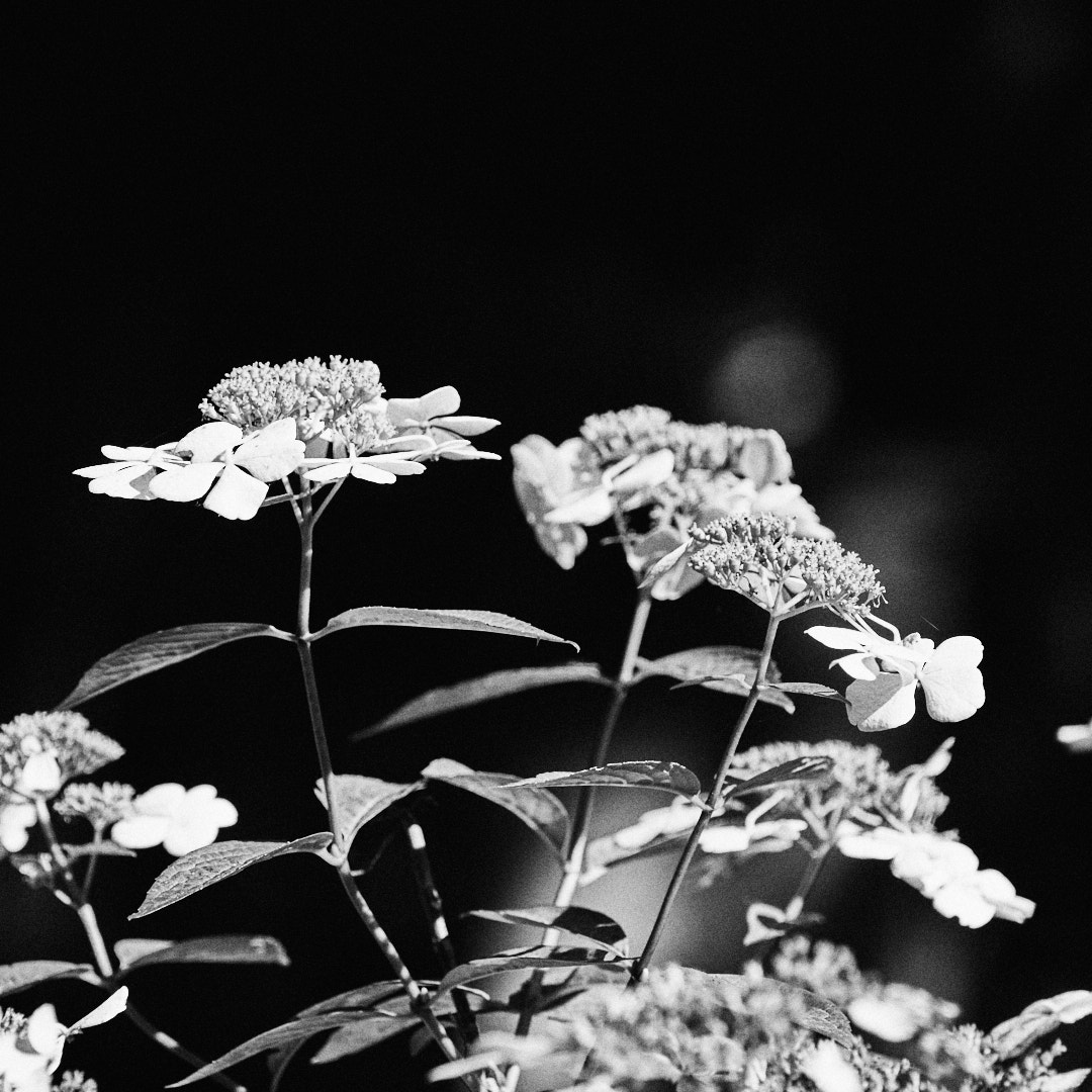 20200813 Div_13936
