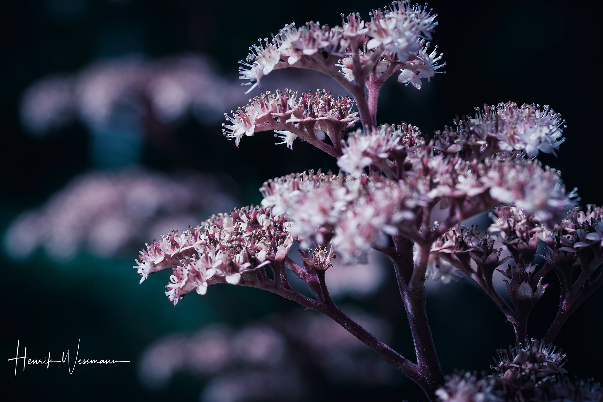 "Flower World I"