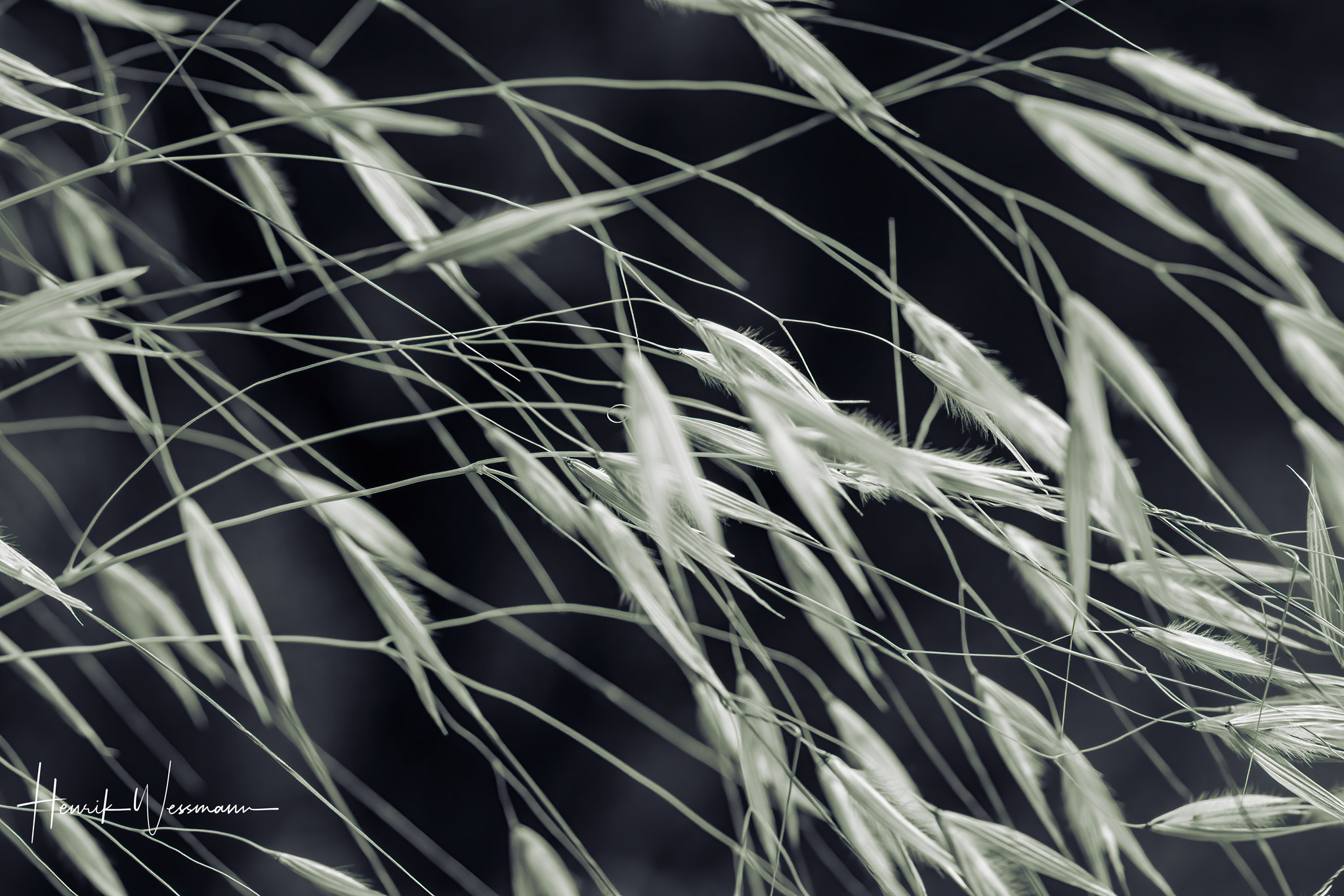 "Flower World 11"