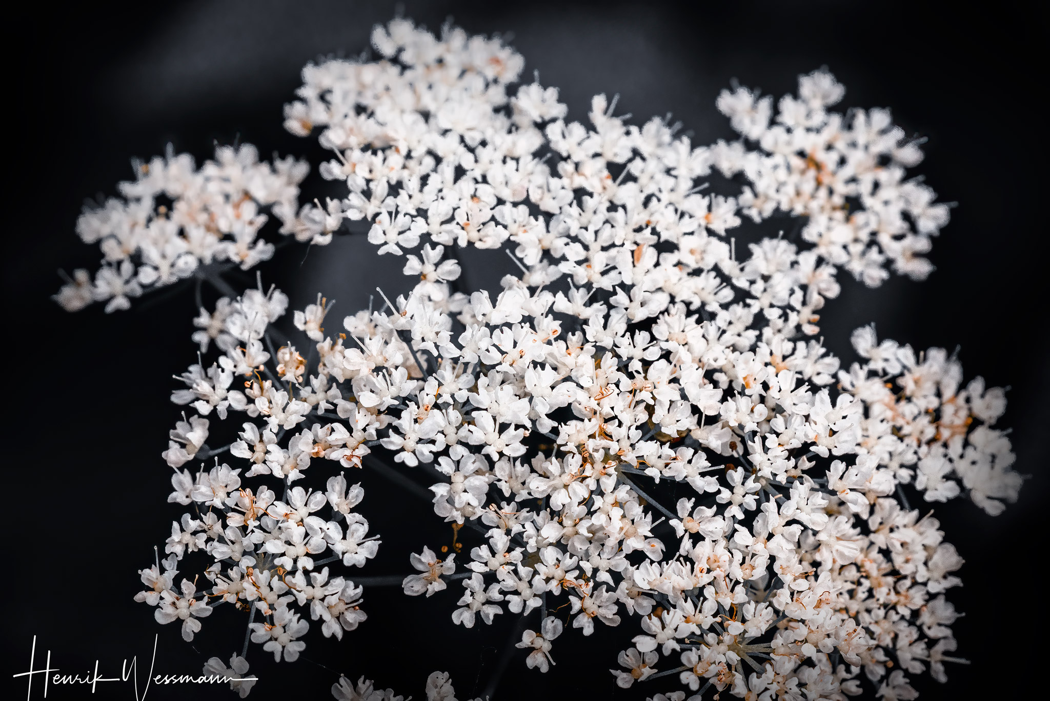 "Flower World 16"