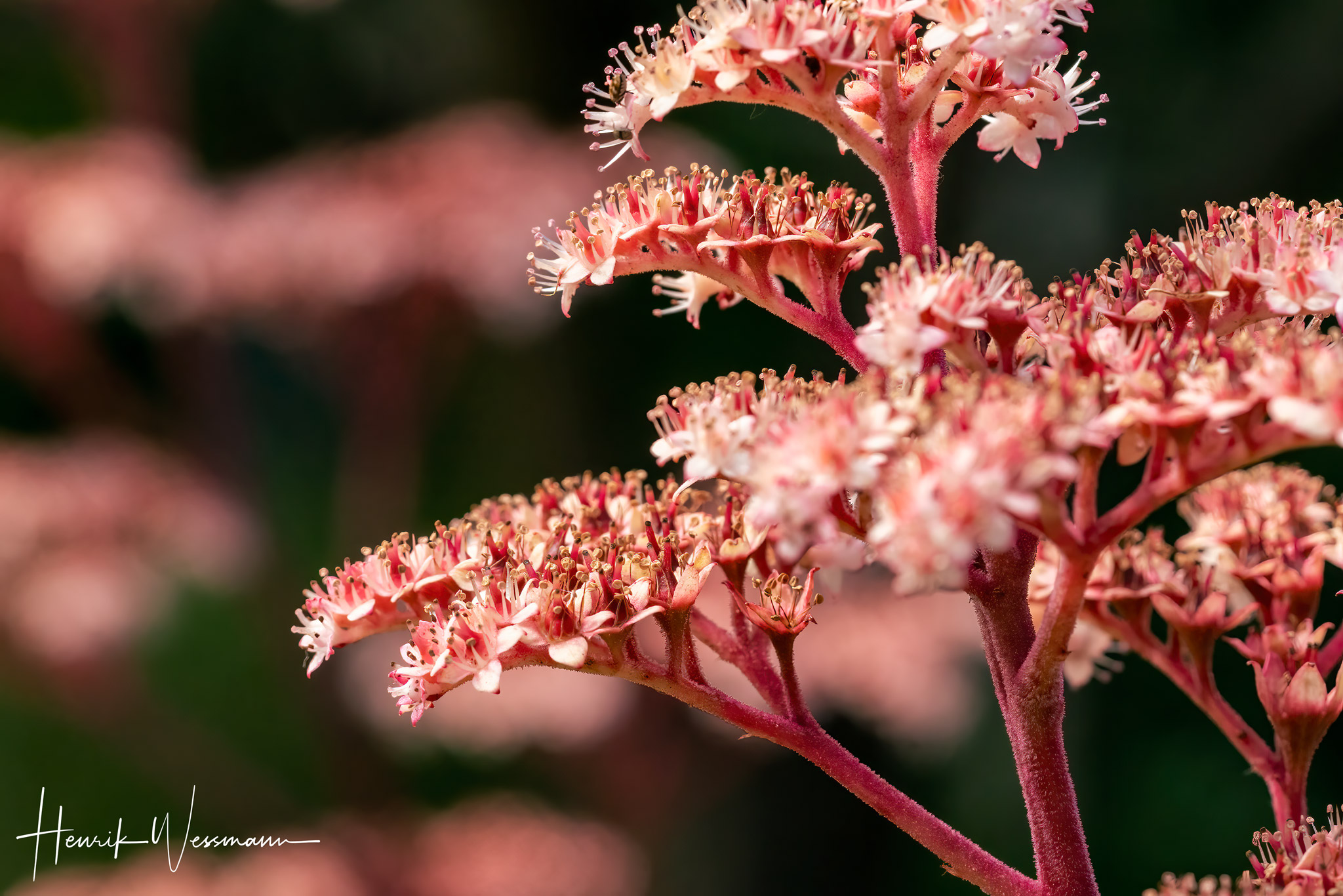 "Flower World 40"