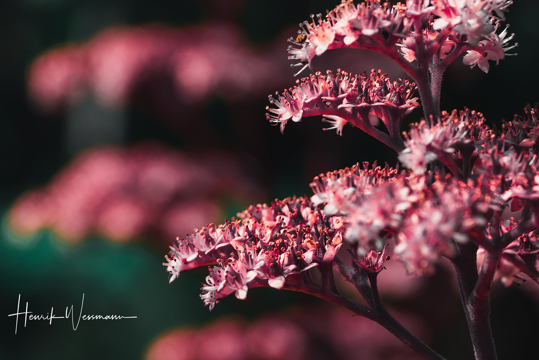 "Flower World 41"