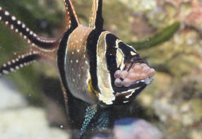 Banggai Cardinalfish Care Size Life Span Tank Mates Breeding 