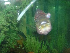 Faqs On Freshwater Popeye Aka Exophthalmia Other Eye Issues While parasites can be responsible for the development of Pop-eye poor water quality and nutritional deficiencies are the more likely culprits.
