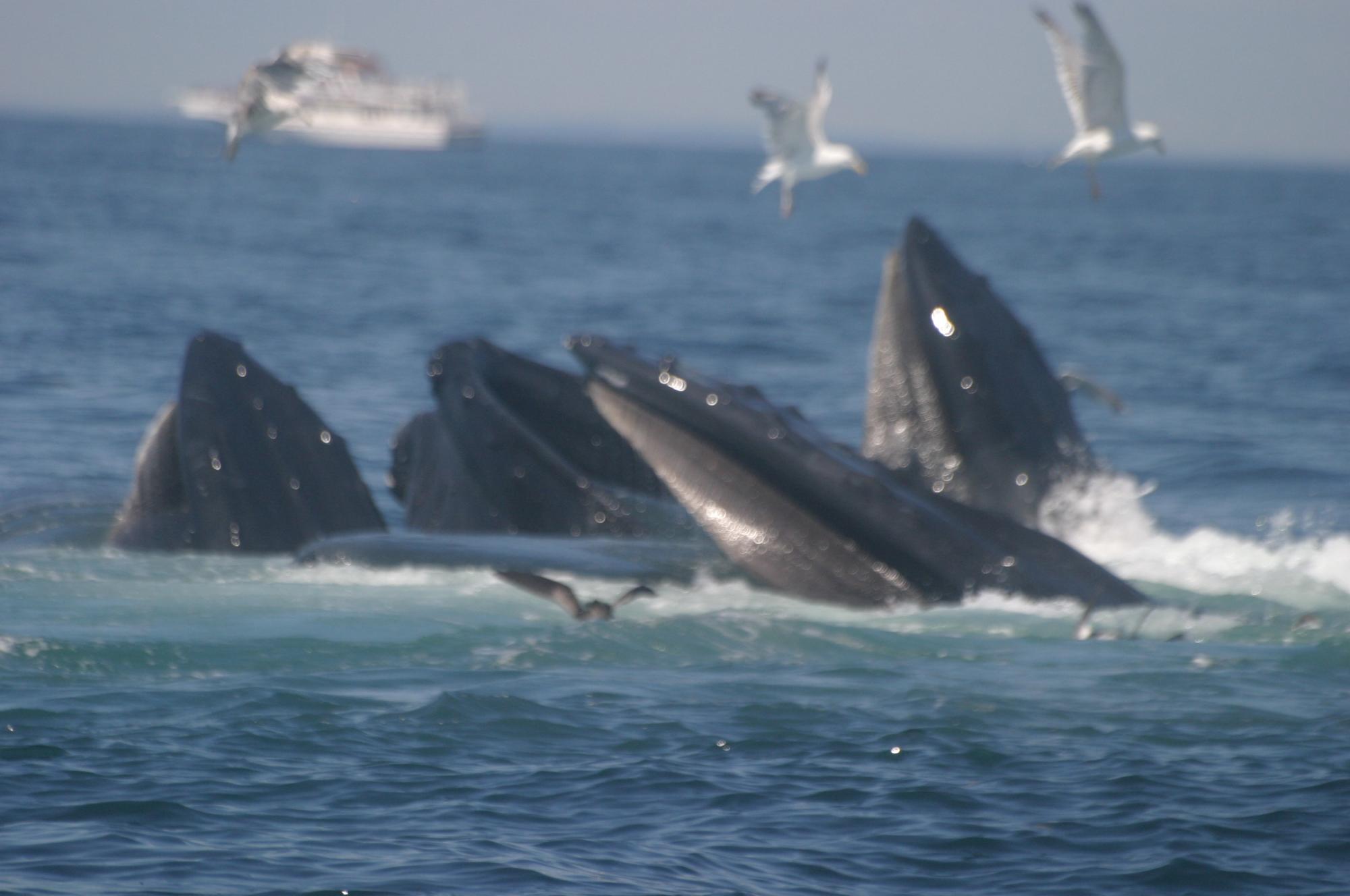 We have been doing whale watching tours from gloucester mass since 1978! Whale Center Of New England