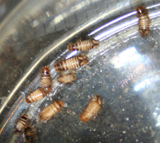 Bed bugs are about 1/4 of an inch long wall carpet beetles are about 1/16 of an inch to 1/8 of an inch long. Carpet Beetle Larvae Mistaken For Bed Bugs Yet Again What S That Bug