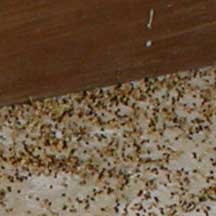 19.11.2021 · hamilton woman katrina frost has a lot on her plate. Termite Pellets - What's That Bug?