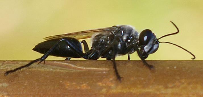Velvet ant and wasp from australia