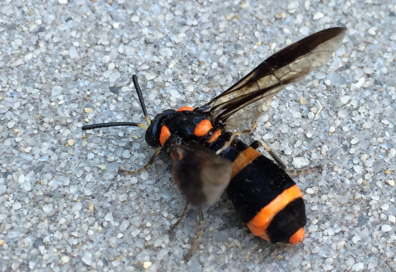 Bottlebrush sawfly from australia