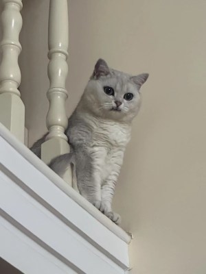 A purr-fect gallery for International Cat Day