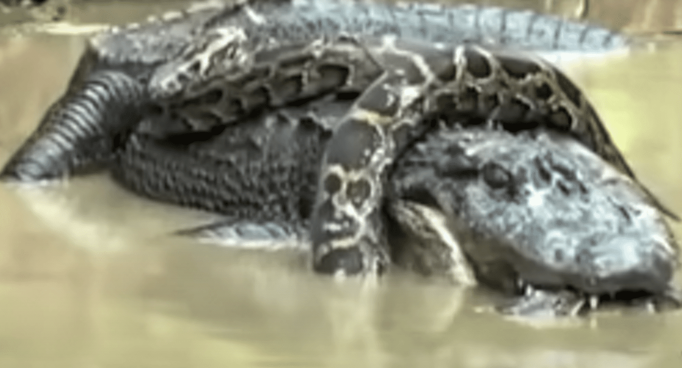 Massive Python Attacks Giant Alligator In Everglades Heavyweight ...