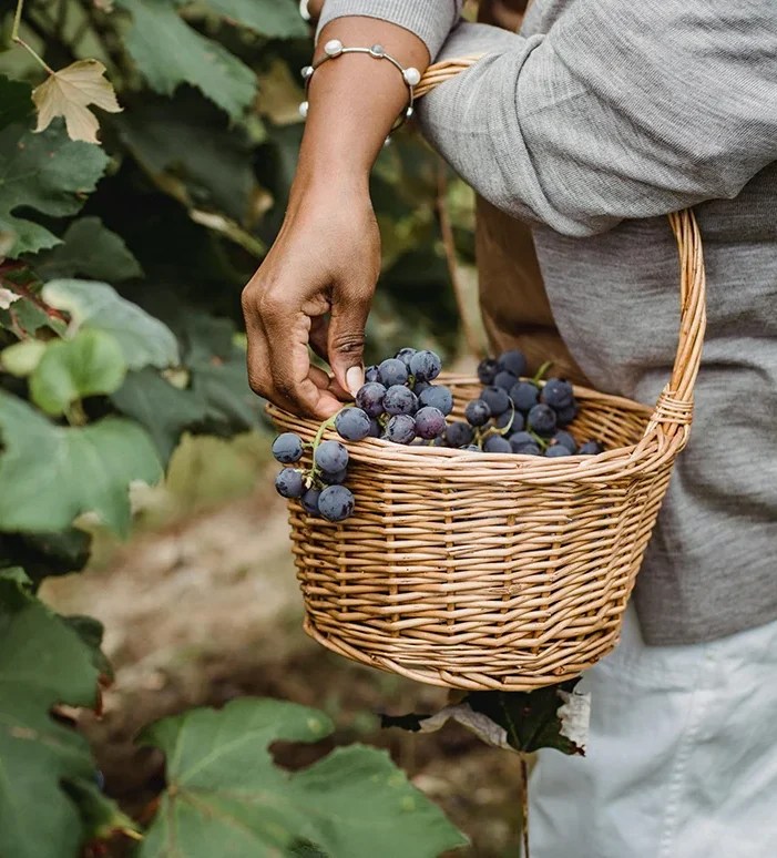 Organic farms avoid toxic inputs, improve soil health, grow clean, sustainable food that supports nature.