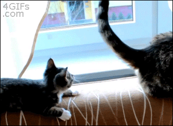 Purrfectly funny cat memes and tweets (may 11, 2022). Ccm The Funniest Cat Gifs On The Interwebs