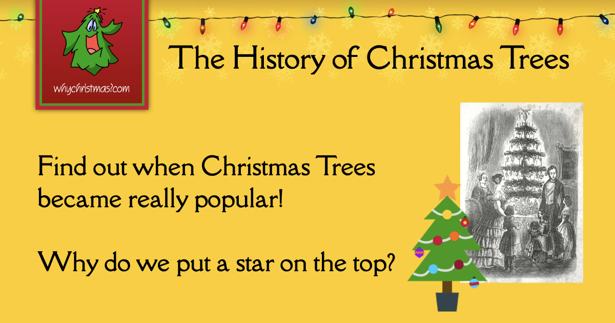Types Of Christmas Trees Better Homes Gardens