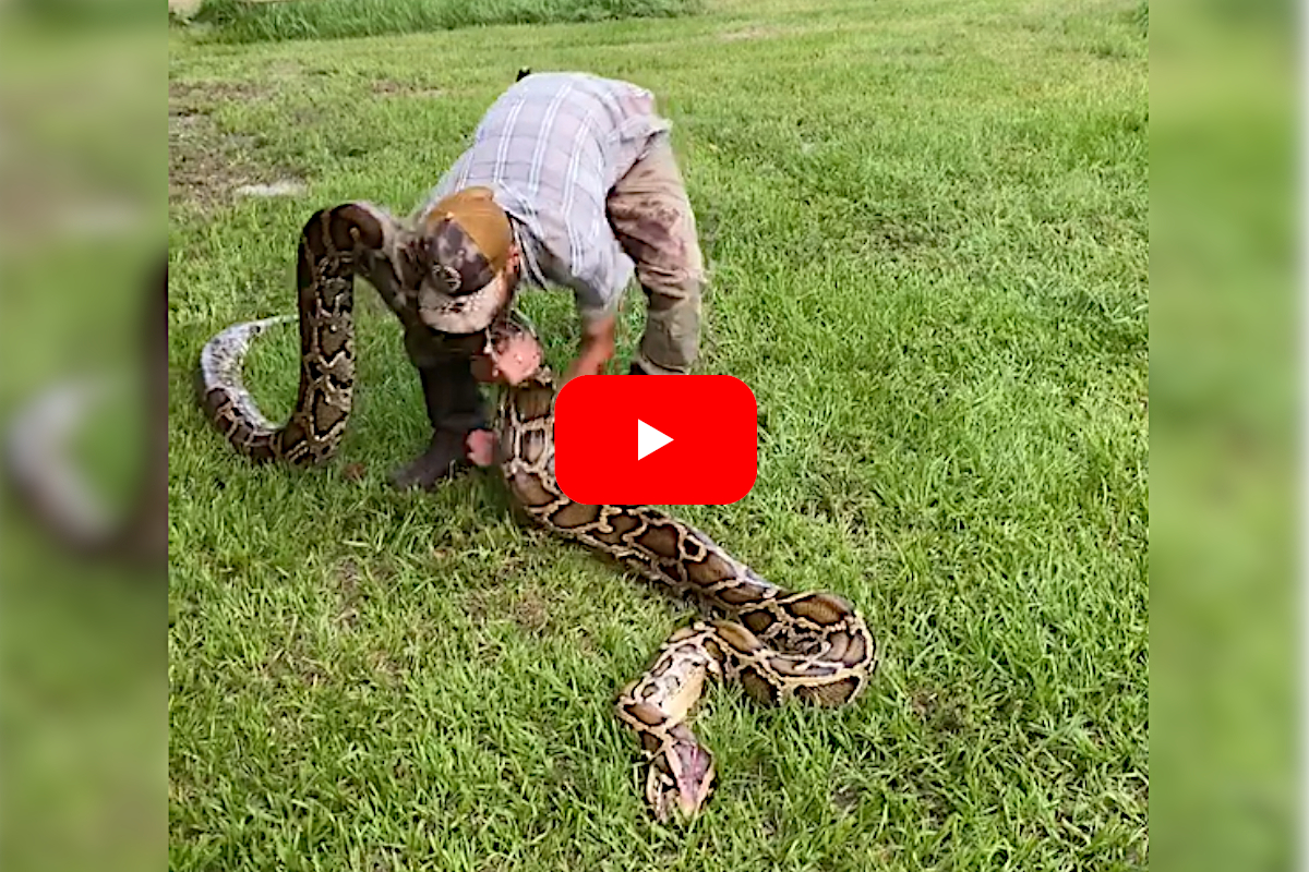 17 Foot Florida Python Tests Solo Snake Hunter S Skills In The