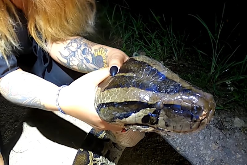 Python Captured In Florida Might Be New State Record Upi Com - Best Light Textures in Full HD