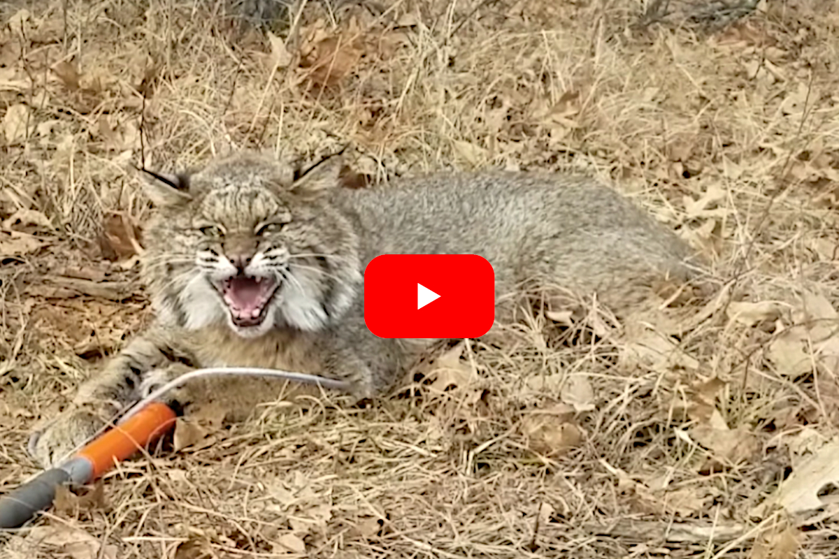 Angry Bobcat Scratches Trapper During Release Effort Follows Him To