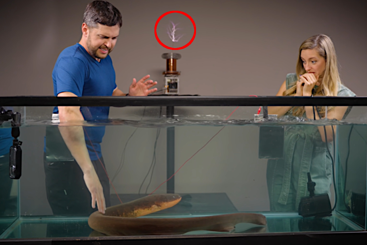 The Shocking Powers Of The Electric Eel Visualized Wide Open Spaces