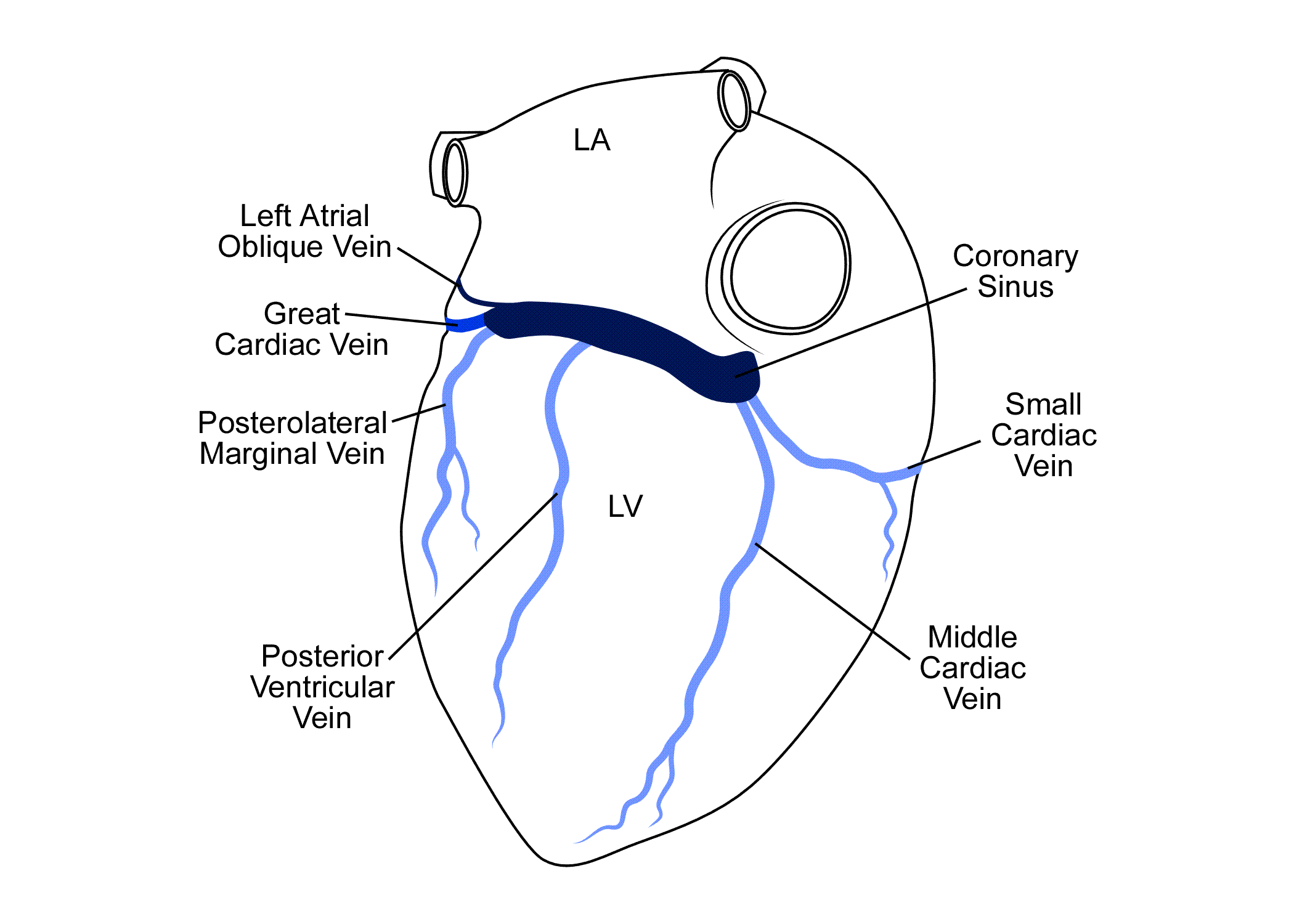Coronary venous anatomy
