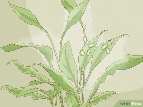 Activity is greatest in warm humid conditions and is particularly important. 3 Ways To Keep Aphids Away Using Eco Friendly Methods Wikihow