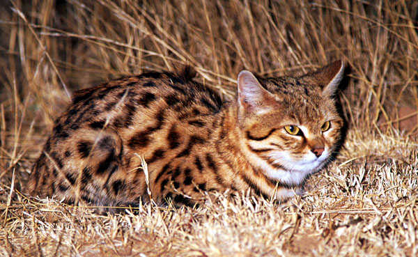 Kim15796 / instagram when deciding to get a pet, it may be a difficult decision about whether to choose a cat or a dog. Black-footed Cat Hunting & Diet - International Society for Endangered Cats (ISEC) Canada