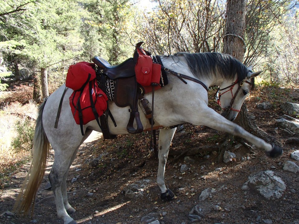 saddle pack horse
