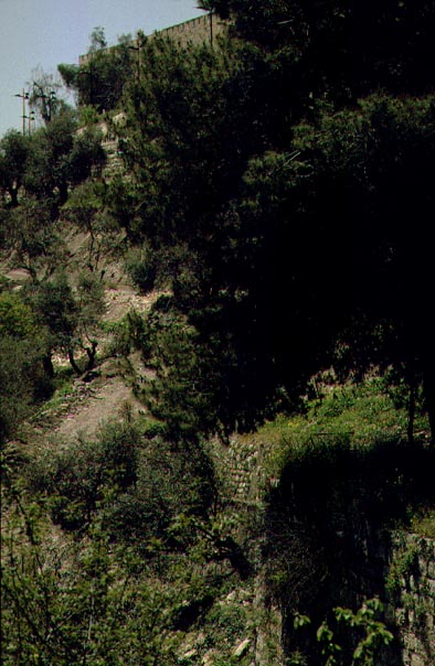 Plant A Tree Connect Yourself To The Land Of Israel Israel365