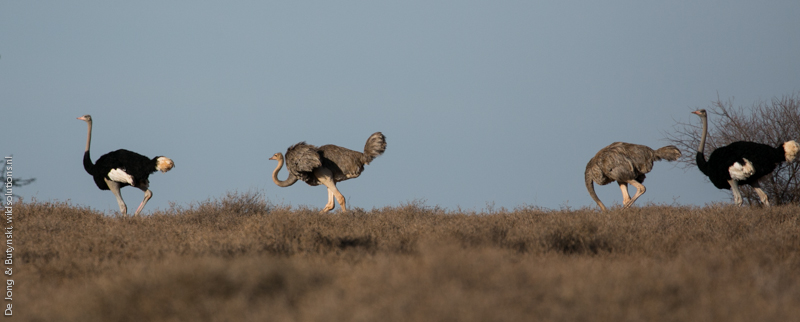 Somali ostrich (Struthio molybdophanes) at Lesirikan, Sumburu County, Kenya.
