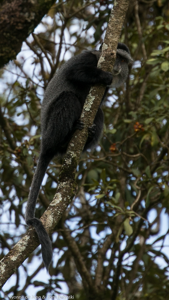 Stuhlmann's blue monkey (Cercopithecus mitis stuhlmanni). South Western Mau Forest Reserve