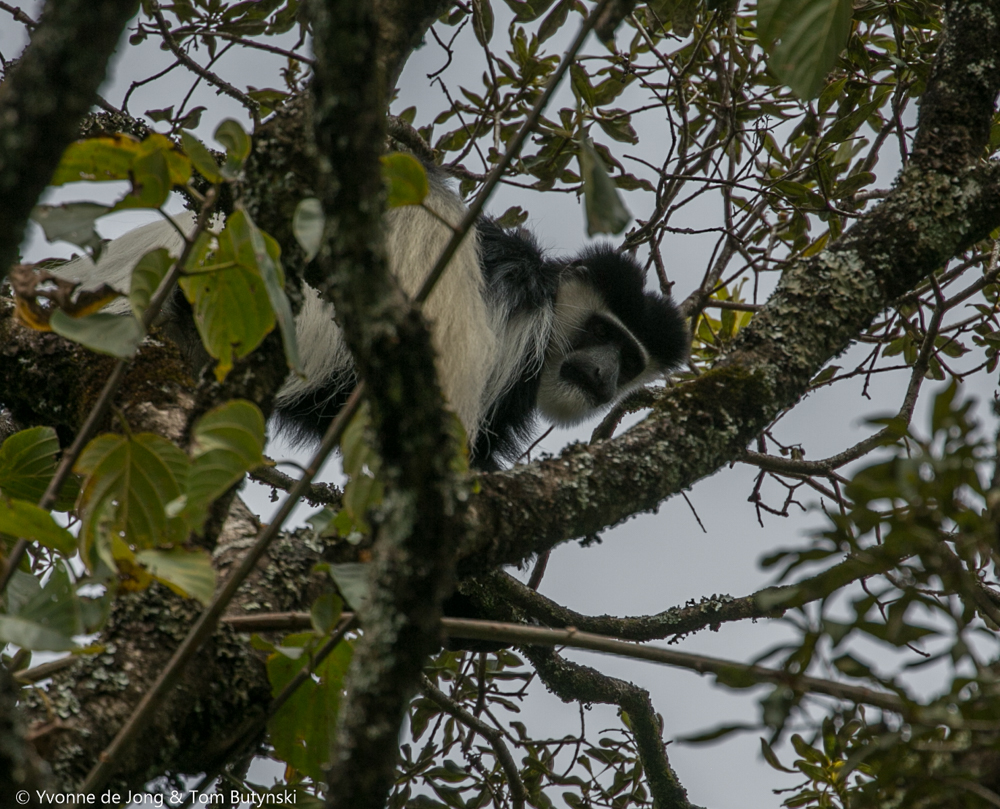 Mau Forest guereza (Colobus guereza matschiei). Western Mau Forest Reserve, Kenya.