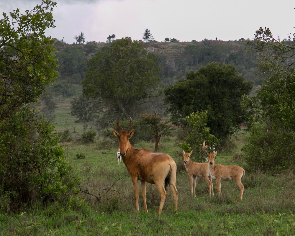 Hartebeest, Lolldaiga Hills Ranch, Kenya.