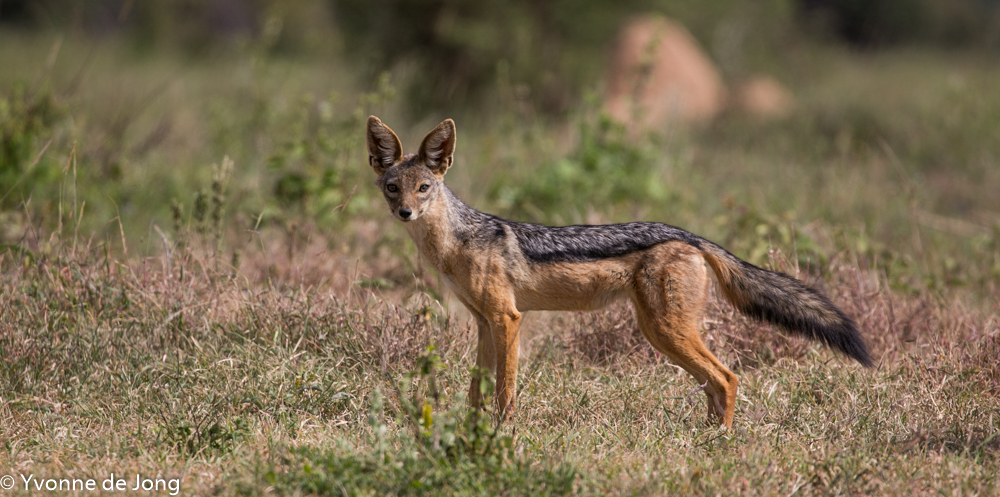 Black-backed jackal, Lolldaiga Hills Ranch, Laikipia.