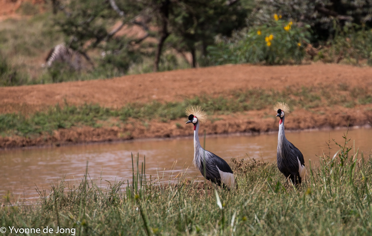 Crowned cranes, Lolldaiga Hills Ranch, Laikipia.