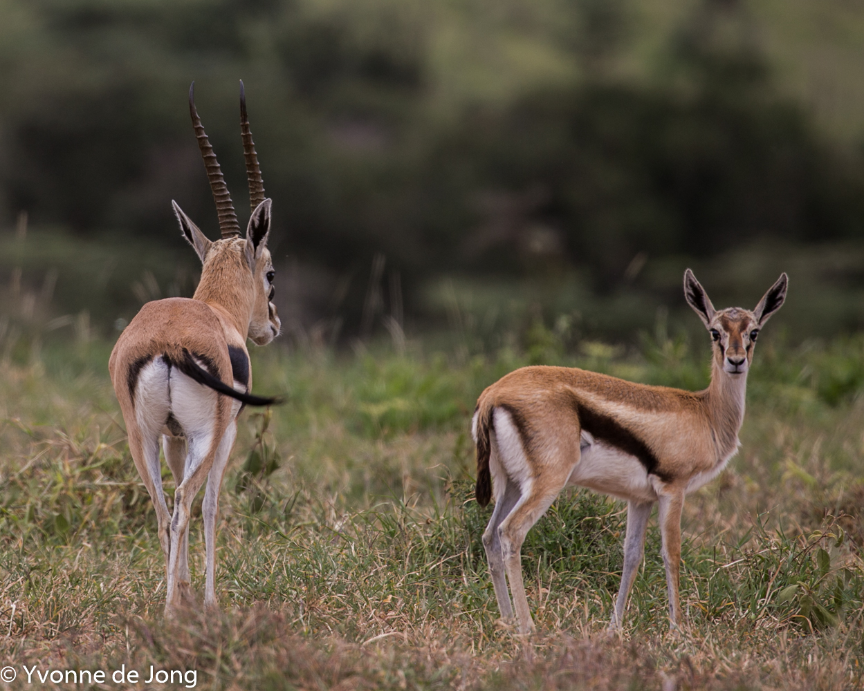 Thomson's gazelle, Lolldaiga Hills Ranch, Laikipia.