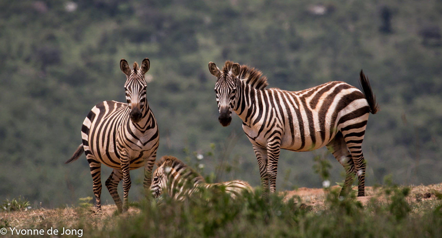 Plains zebra, Lolldaiga Hills Ranch, Laikipia.