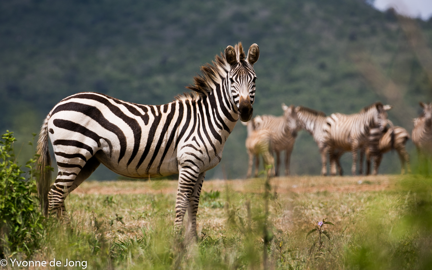 Plains zebra, Lolldaiga Hills Ranch, Laikipia.