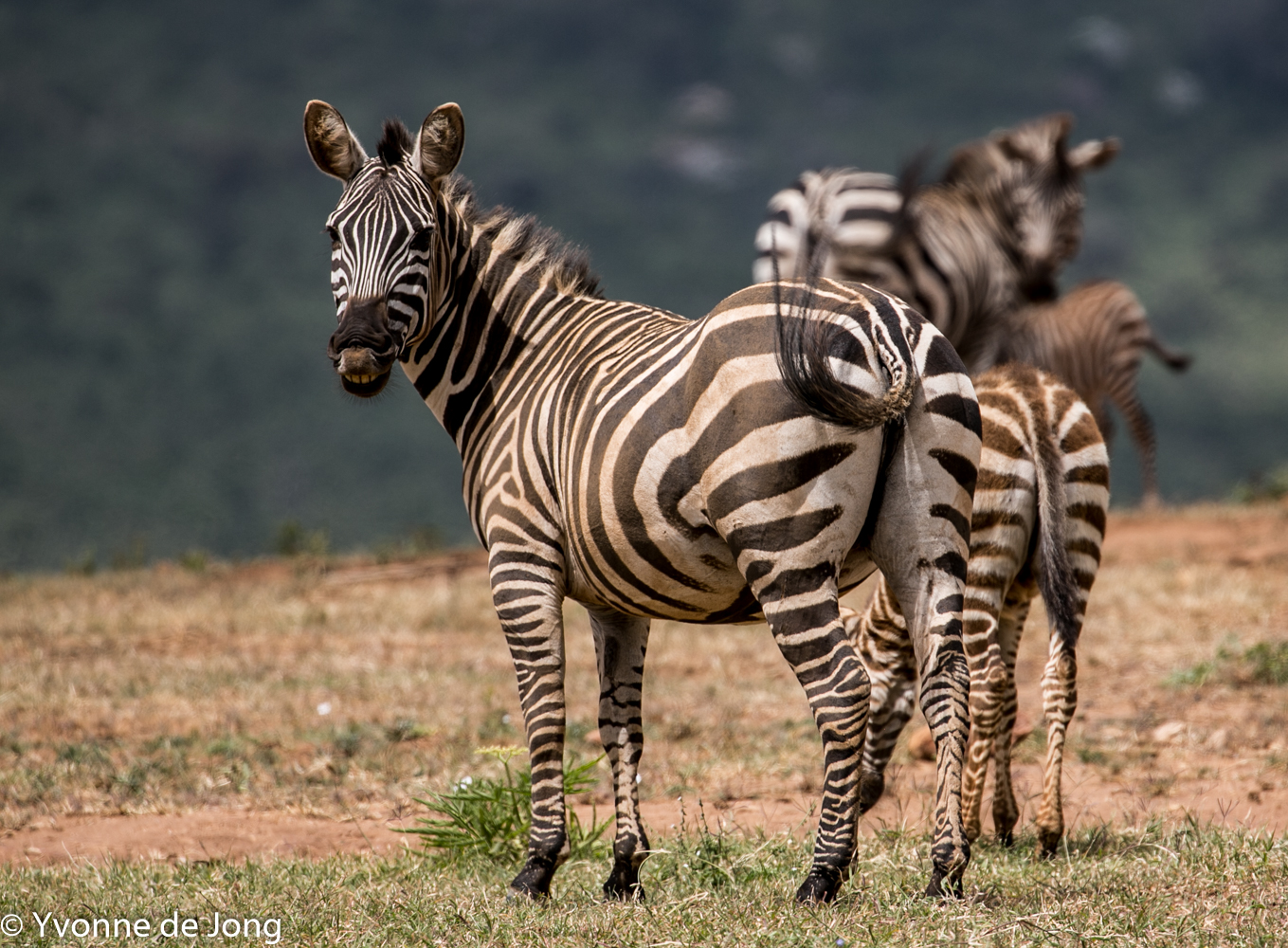 Plains zebra, Lolldaiga Hills Ranch, Laikipia.