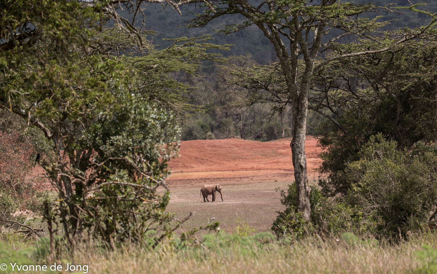 Savannah elephant. Lolldaiga Hills Ranch, Laikipia.
