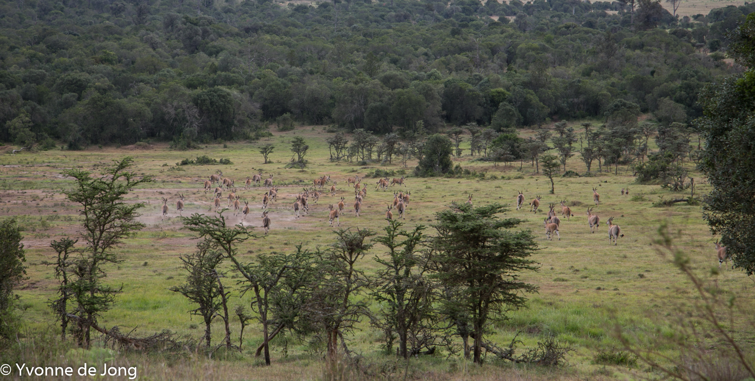 Lolldaiga Hills Ranch, Laikipia.