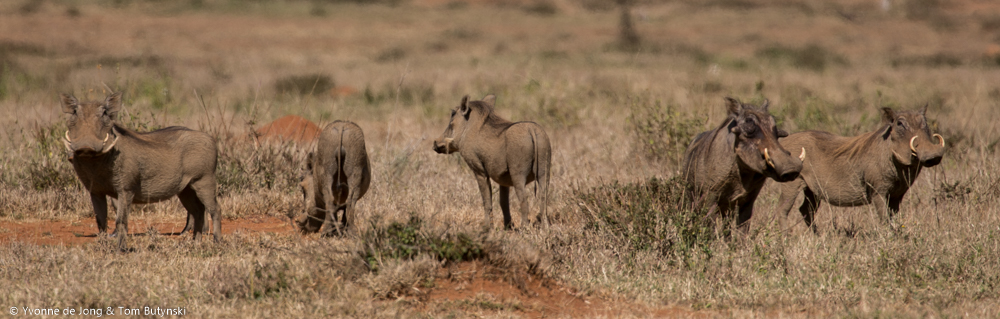 Common warthog (Phacochoerus africanus) at Lolldaiga Hills Ranch, Laikipia, Kenya