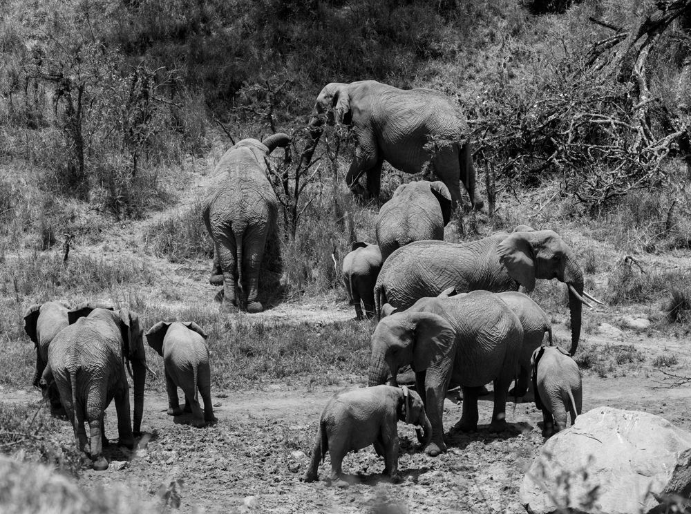Savanna elephant at Lolldaiga Hills Ranch
